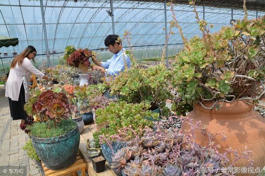 大都市90后夫妻自主创业，到农村种大棚多肉植物年入50万元