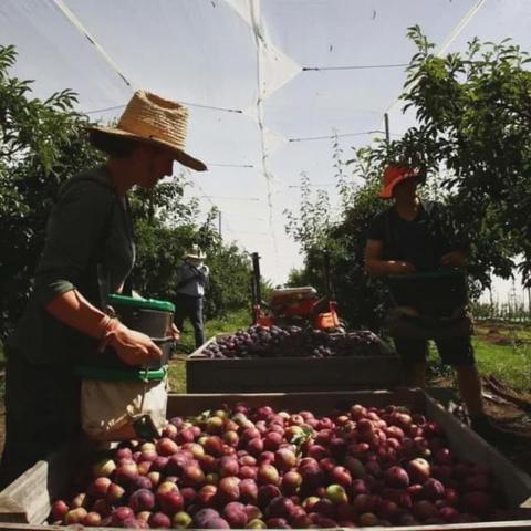 tiktok补贴还有么