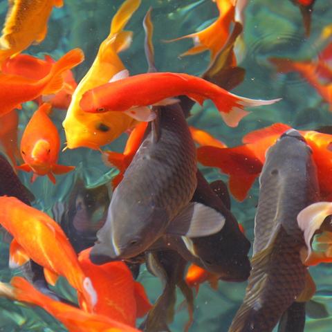 锦鲤幼苗怎么杀虫？