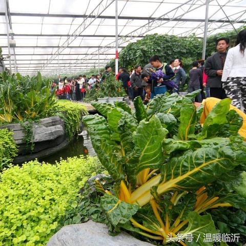 临沂市单位配送蔬菜的长尾关键词有哪些