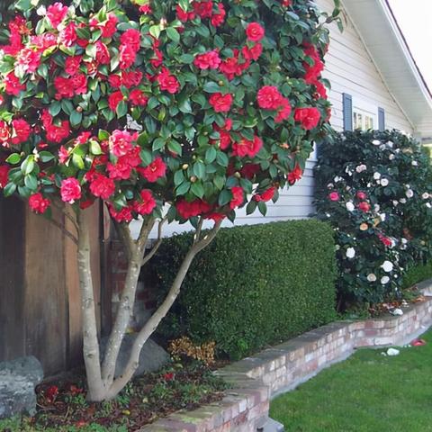 茶花种植的前景如何？