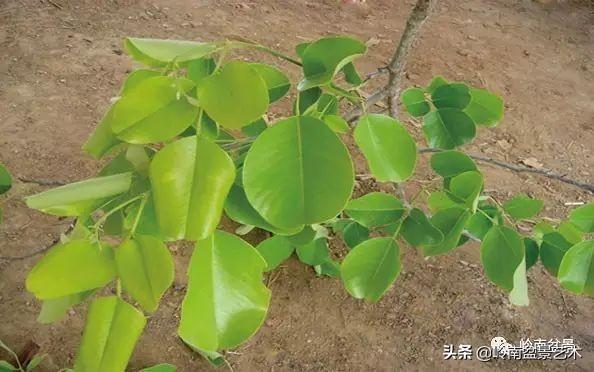 小叶紫檀 树叶卷