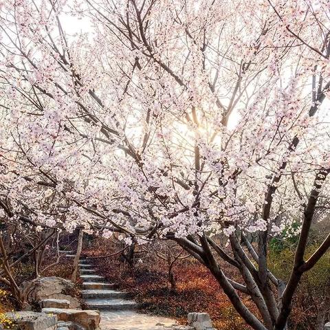 济南市景区烟花多少钱