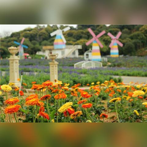 东莞市哪里有花卉市场