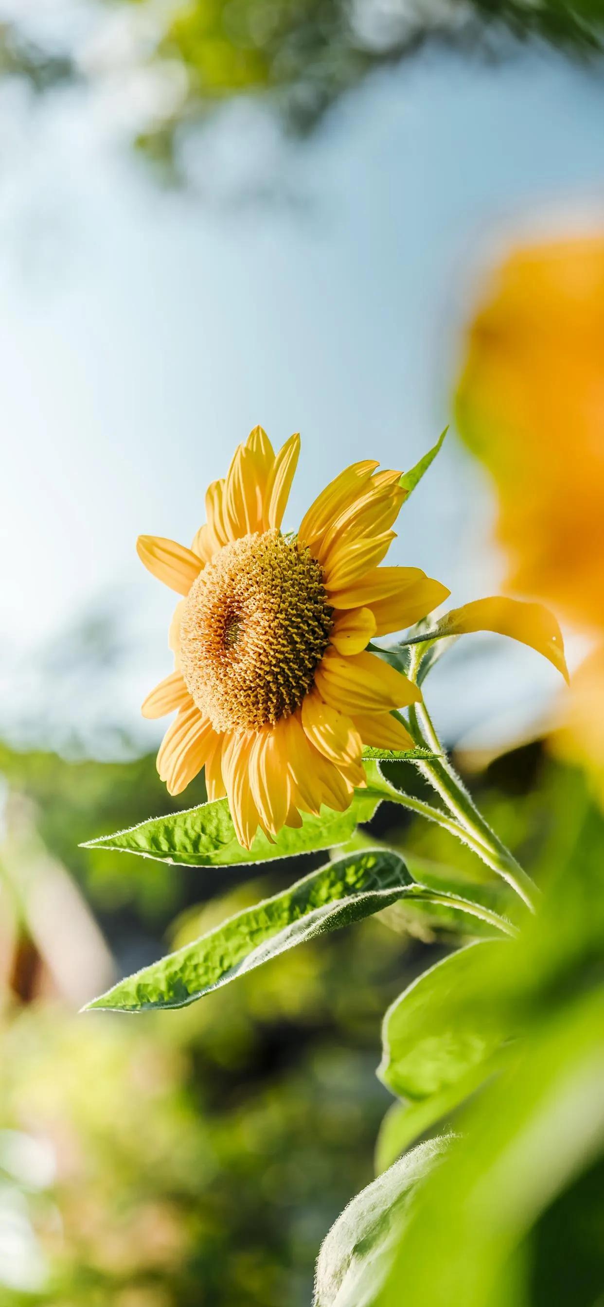 向日葵花语大全励志语,说出你的故事?
