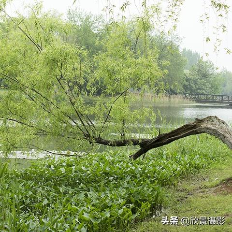 合肥市街边树木有哪些