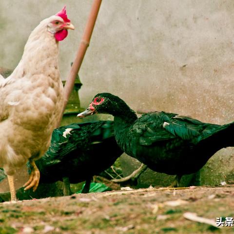 2015年生肖蛇运势详解(2015年属蛇人的全年运势)