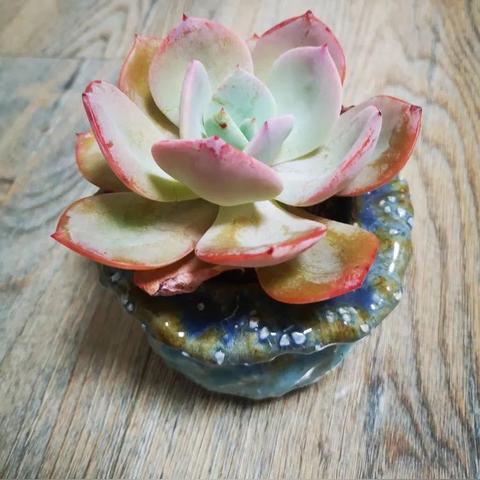 大连多肉植物批发市场的相关长尾关键词有哪些