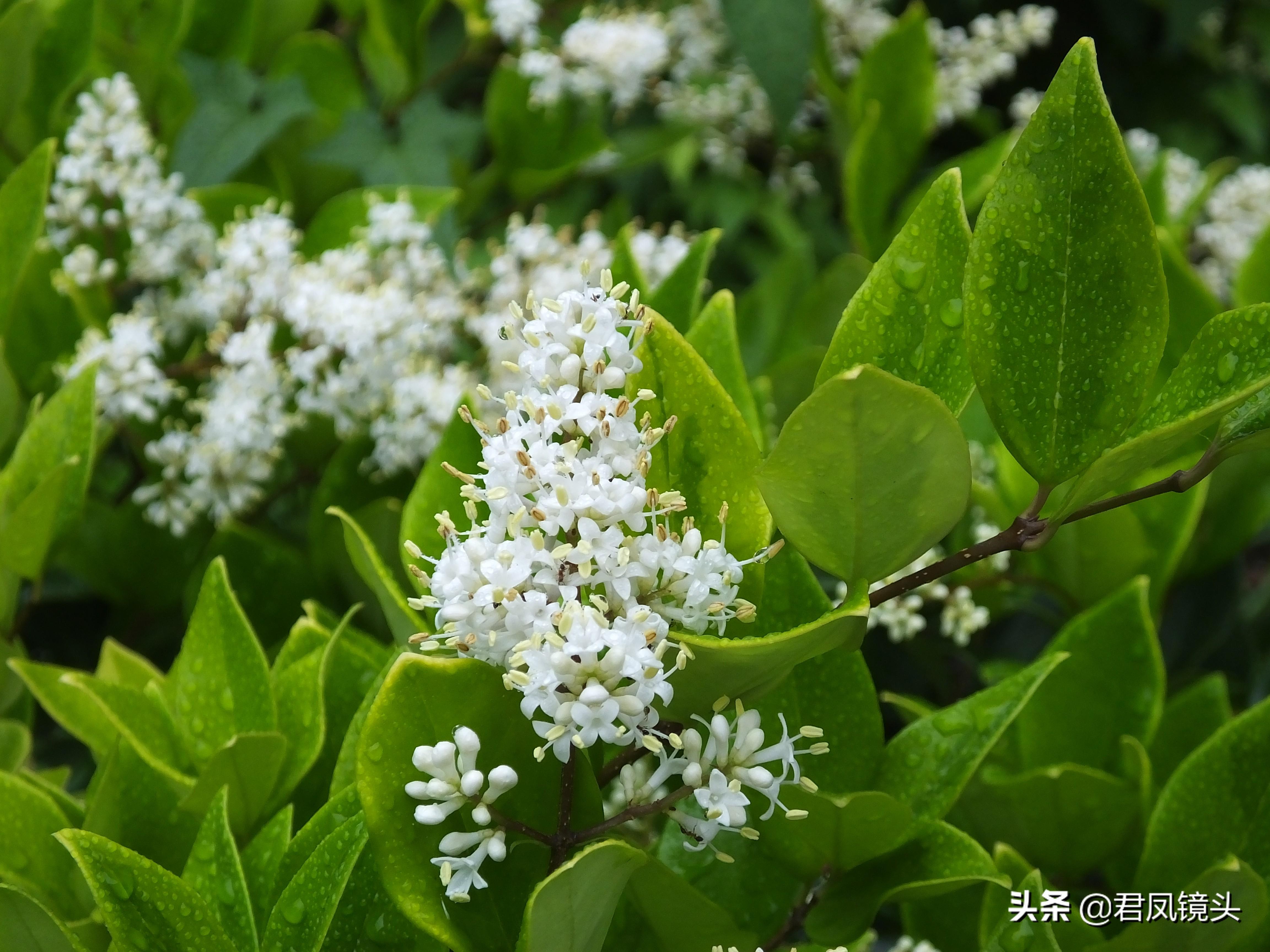 小叶女贞造型树寓意,北方院里适合种什么景观树?