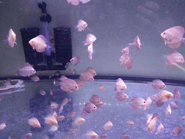 鱼缸里的热水器不加热咋办
