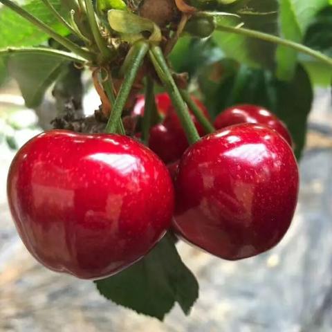 大连造大棚的相关长尾关键词有哪些