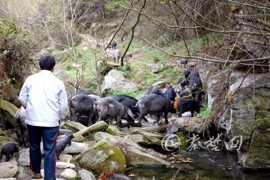 养殖“跑山猪”跑出致富路十堰男子年收入30万元