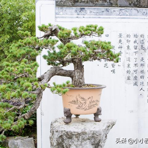 无锡市东北烤鸽店地址在哪里