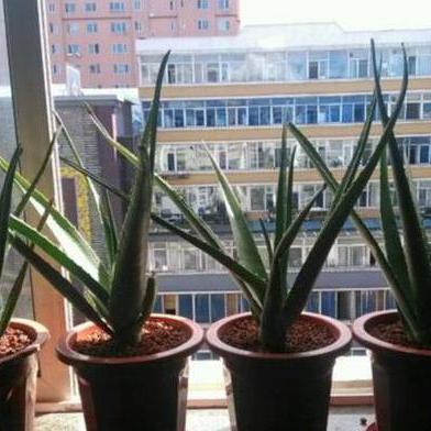 八字从旺从弱怎么判断_八字从旺从弱怎么判断的(八字从旺格的判断方法)