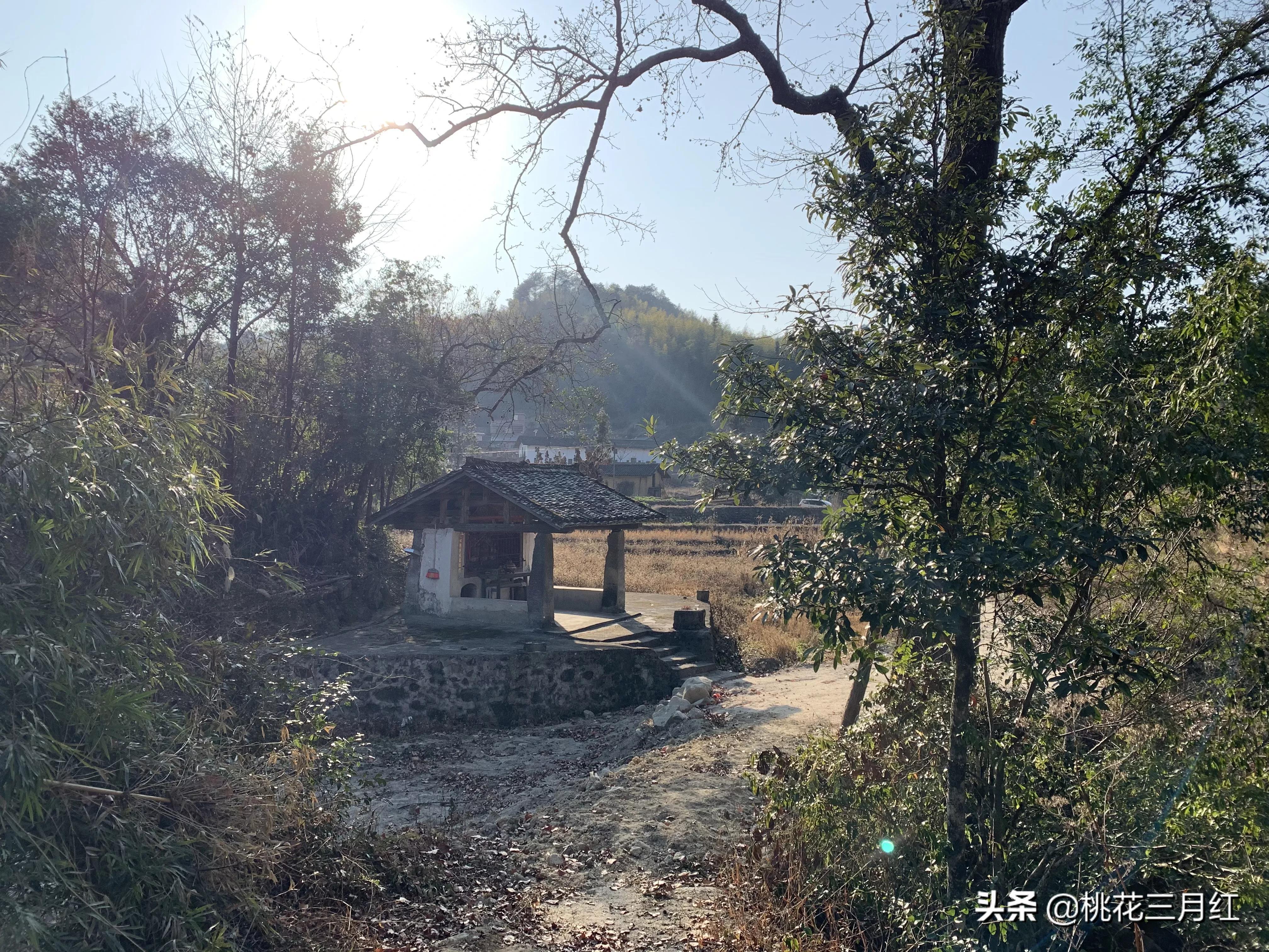 仁化红山美食是什么（苗毫茶和银毫茶的区别）