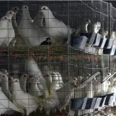 南宁种鸽的相关长尾关键词有哪些