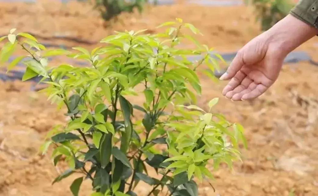 柑橘種植手藝微信_(tái)大雅柑橘種植海拔高度