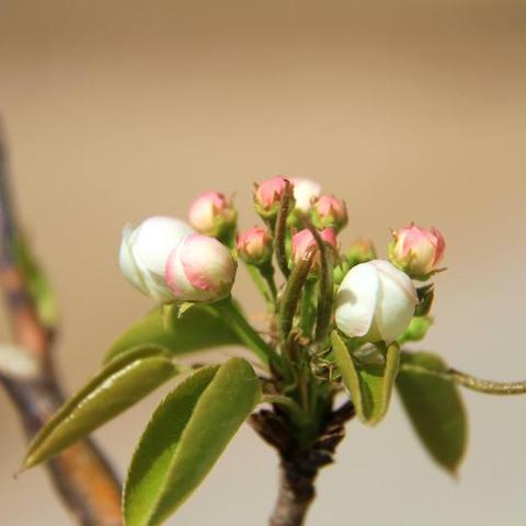 大连市红旗谷在哪个区啊