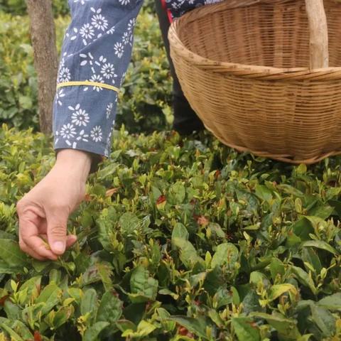 济南有新茶相关长尾关键词有哪些