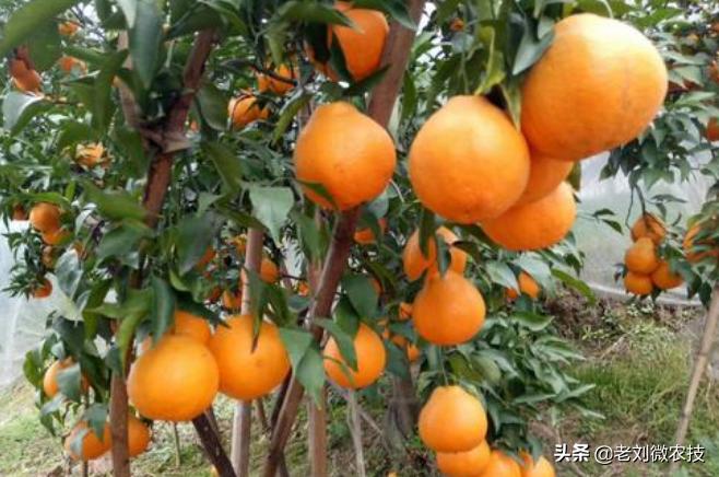 幼苗柑橘栽培技术（盆栽柑橘的养殖方法）