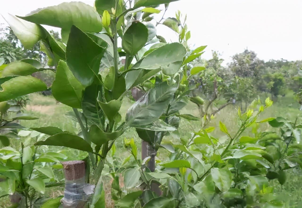 柑橘嫁接多久能抽芽_柑橘嫁接芽會打破薄膜嗎