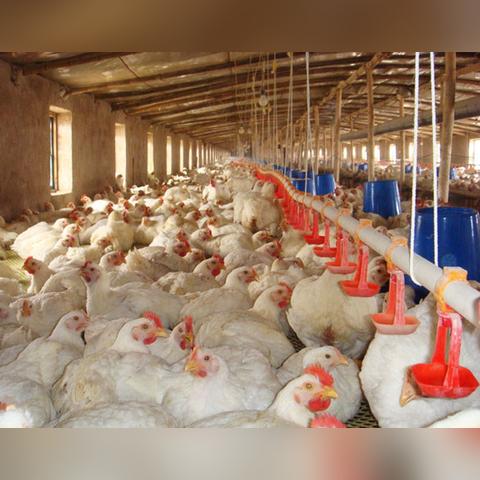 明天南通生猪价格走势长尾关键词有什么