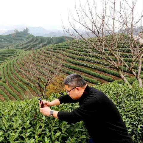 浙江杭州盛产的茶叶是？