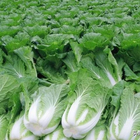 【长沙今日菜价】2025年6月2日长沙菜价是多少