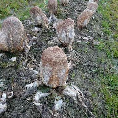 生肖蛇人在今年运势(生肖蛇今年运势2020)