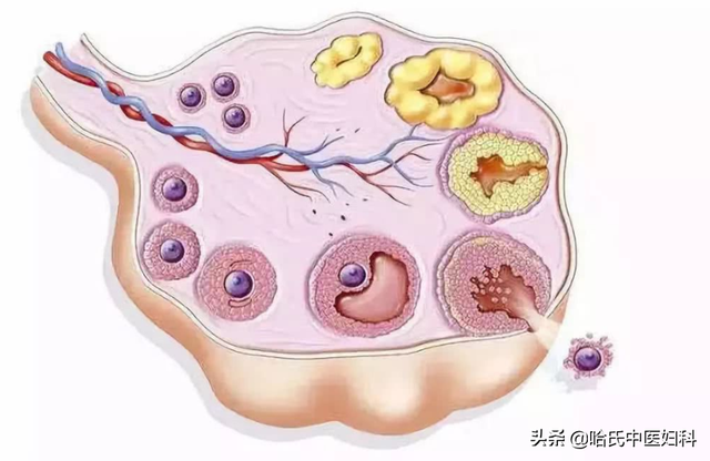 多囊促排怀孕几率大吗