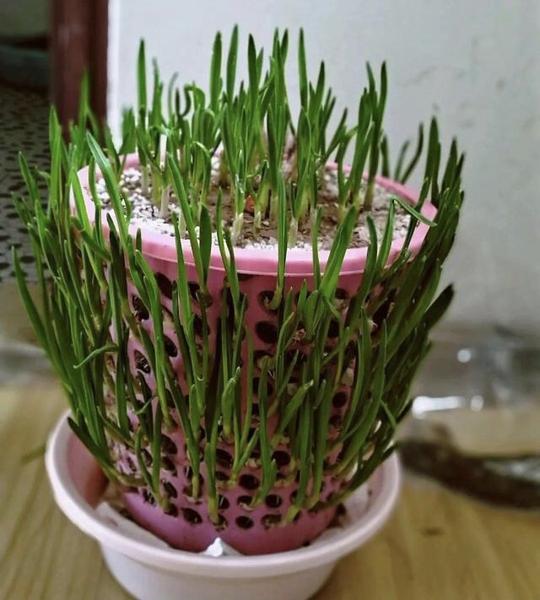 婆婆过日子，发芽大蒜种到“垃圾篓”中，10天变蒜苗，一家人够吃