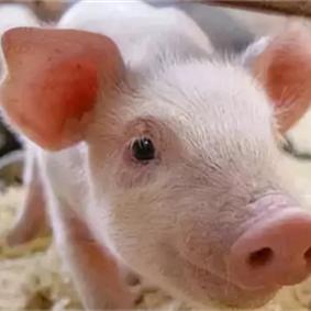 国家为什么打压河南的相关长尾关键词有哪些