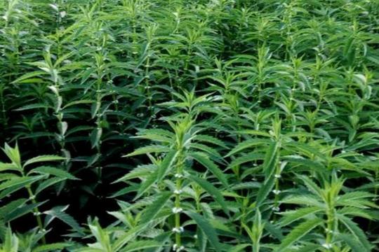 又一个种植骗局——虫草参