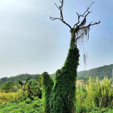 深圳龙岗爬山的地方相关长尾关键词有哪些