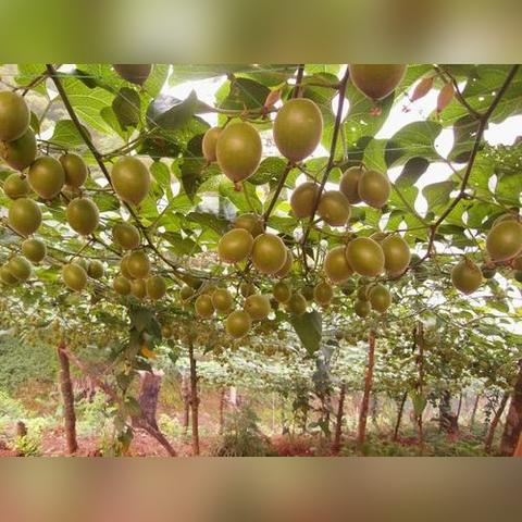 桂林罗汉果芯价格查询相关长尾关键词有哪些