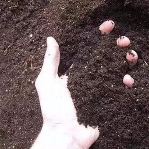 河南生物菌肥怎么样