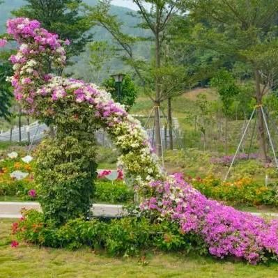 深圳市的市花是什么？