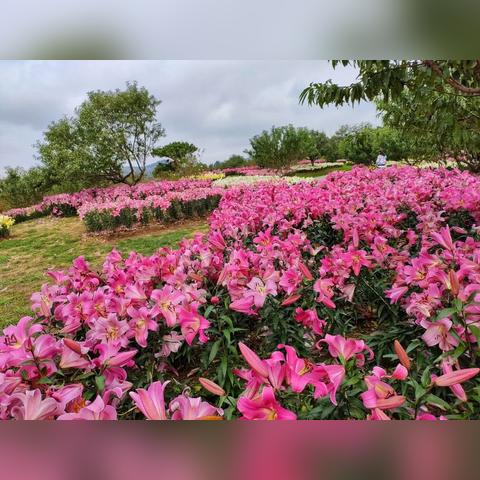 大连市植物园坐什么车