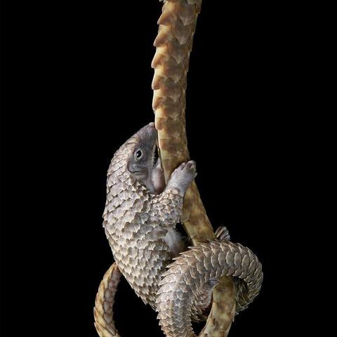 重庆长江国际景点图片的长尾关键词有哪些