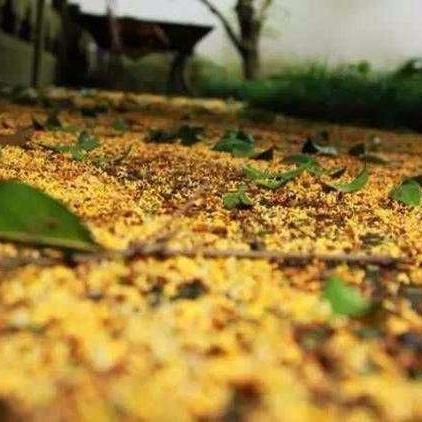 杭州市的巿花是什么