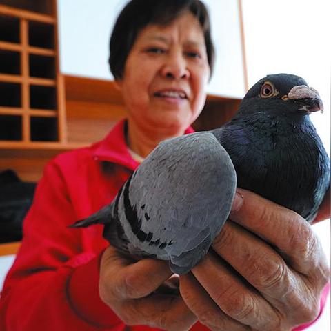 南宁市信鸽协会怎么样