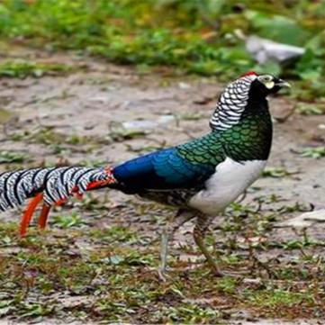 天气预报是几的长尾关键词有哪些