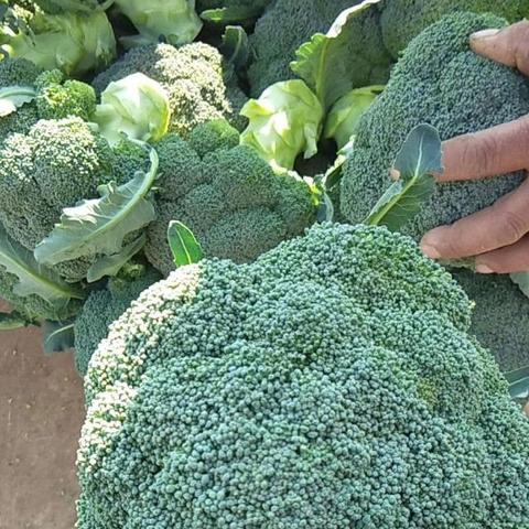 长沙专业批发市场相关长尾关键词有哪些