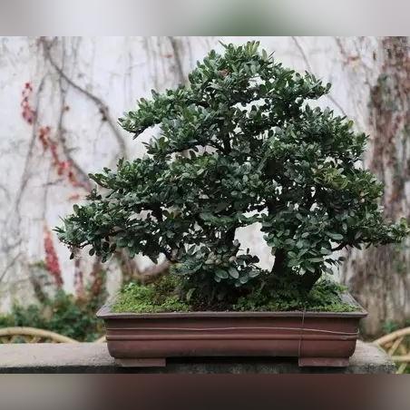 福建哪里产的茶最好？