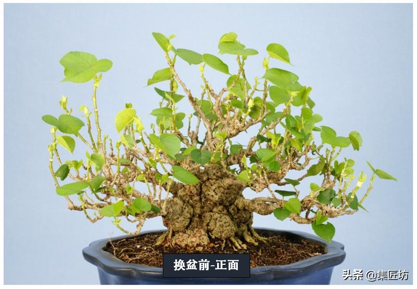 超小型盆栽植物一天浇水几次最好,如何养盆栽?