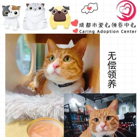 成都市哪里领养猫