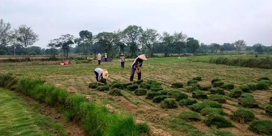 赣州经开区：发展草皮产业托起绿色脱贫致富梦