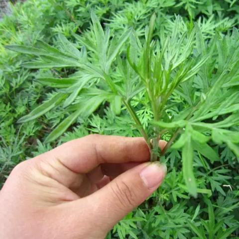 成都市蓉一味玉林小火锅的长尾关键词有哪些