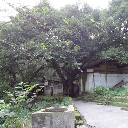 请问广州白云区远景路附近比较近的寺庙，可以求神拜佛的地方有没有？