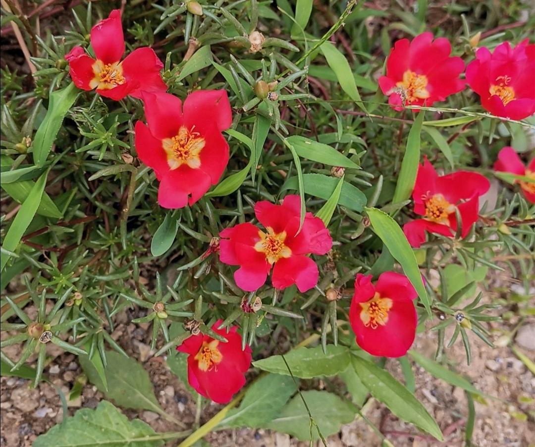 十月花,十月开的什么花?